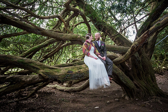 Traquair House yew trees