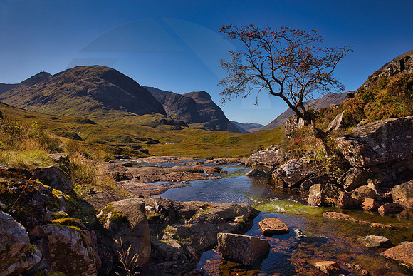 A hardy Rowan Tree growing from a large rock in Glencoe Valley.