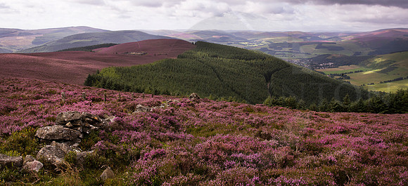 Looking over the old reservoir from Priesthope. Heather in full bloom