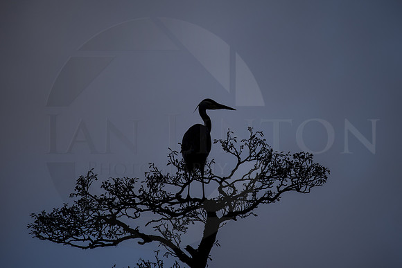 Perched Heron